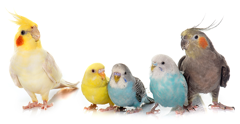 Корм для крупных и средних попугаев: состав рациона в домашних условиях 