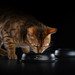 Сухой корм Pro Plan® для взрослых стерилизованных кошек и кастрированных котов, для поддержания органов чувств (с высоким содержанием лосося) – интернет-магазин Ле’Муррр