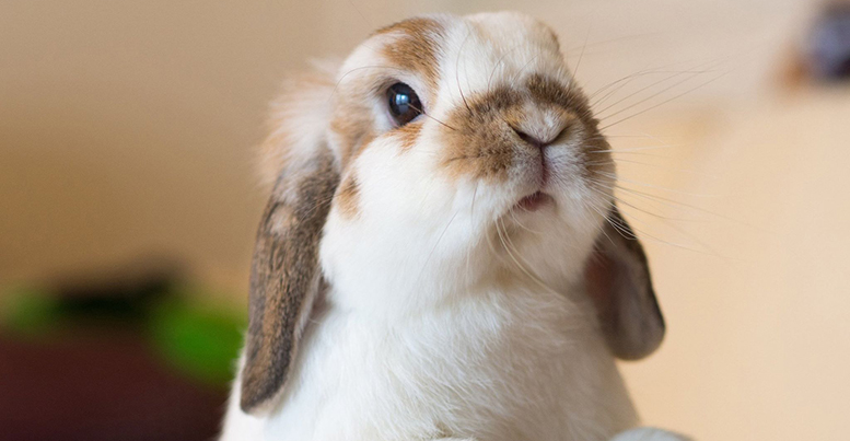 Какие витамины можно давать декоративным кроликам