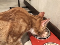 Пользовательская фотография №1 к отзыву на Влажный корм для кошек INABA CIAO TOROMI Куриное филе с тунцом магуро и гребешком в сливочном бульоне