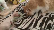 Пользовательская фотография №5 к отзыву на Royal Canin Mother And Babycat Сухой корм для котят до 4 месяцев и кормящих кошек
